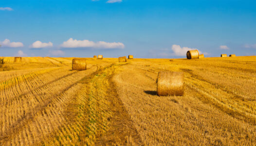 Agricoltura UE e Ucraina: i rischi dell'integrazione e strategie alternative per un futuro sostenibile